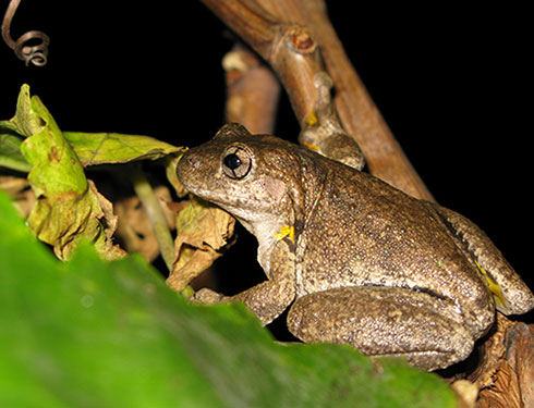 Perons Tree Frog