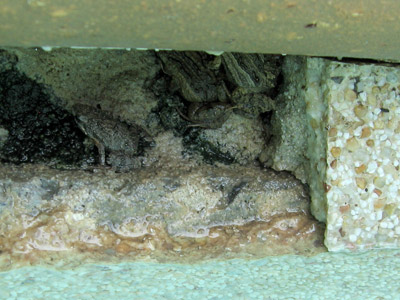 Frog Cave