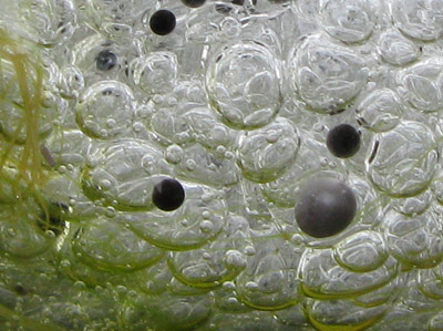 Close-up of frog spawn