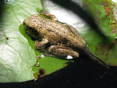 Perons Tree Frog Metamorph