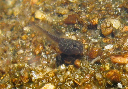 Baby Crinia signifera tadpole